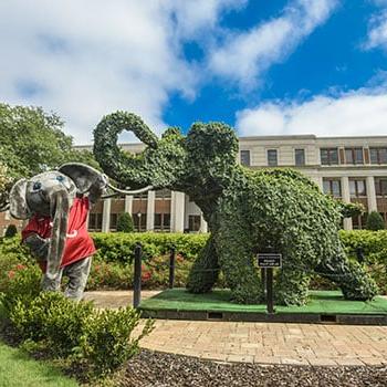 Big Al stands with the elephant topiary in front of Rose Administration Building